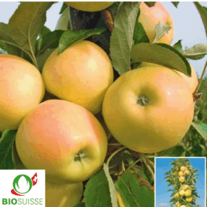 Pommier Bio Lambada – variété colonnaire précoce pour petit jardin et balcon