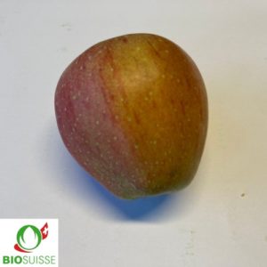 Pommier Bio Pinova – pomme rouge croquante et juteuse, idéale pour culture biologique
