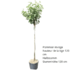 Pommier Bio Florina – Image 3
