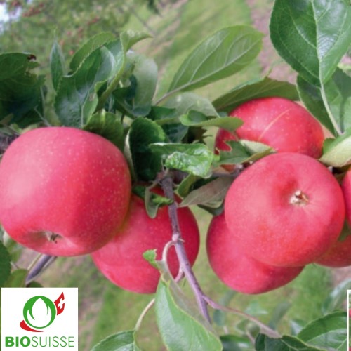 Pommier bio Allegro – pomme rouge d’été croquante et juteuse, variété précoce facile à cultiver