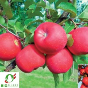 Pommier bio Bonita en automne – variété résistante sans traitement, pomme croquante rouge et jaune