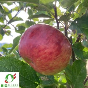 Pommier bio Topaz – variété d’automne résistante, pomme jaune striée de rouge, très juteuse