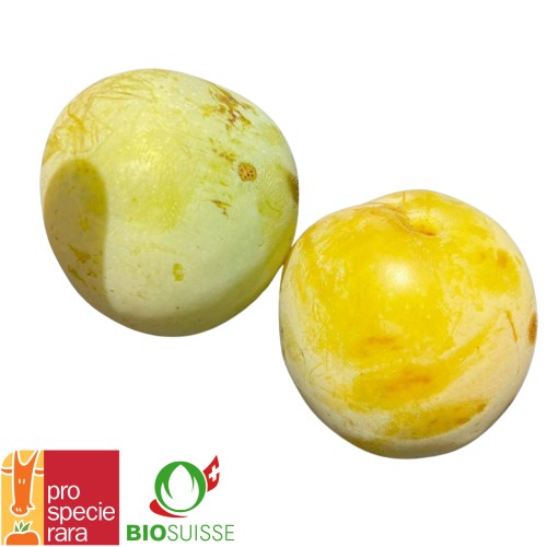 Prunier ‘Reine-Claude’ – Une prune verte sucrée pour altitude et confiture