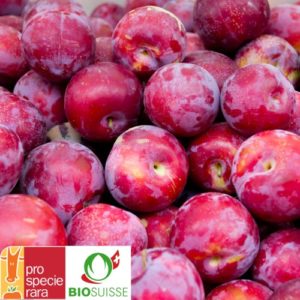 Prunier ‘Victoria’ – Prune rouge, productive et facile à cuisiner