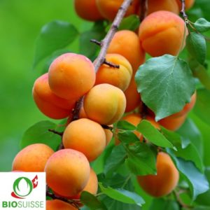 Aprikosenbaum Bio Luizet