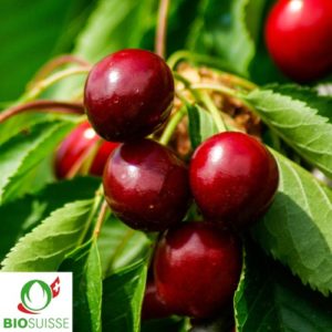 Cerisier bio Irena avec gros fruits bruns croquants, parfait pour la pâtisserie et la table