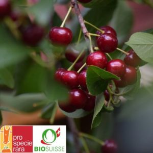 Cerises Schattenmorelle mûres sur arbre bio, prêtes à récolter