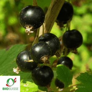 Schwarze Johannisbeere Titania