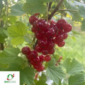Johannisbeeren Bio Jonkheer van Tets