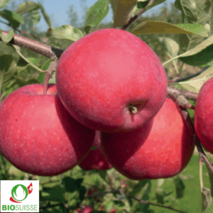 pommier bio lucy