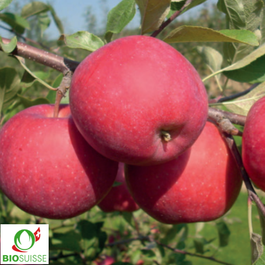 pommier bio lucy