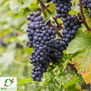 Rebe Bio Robust Nero