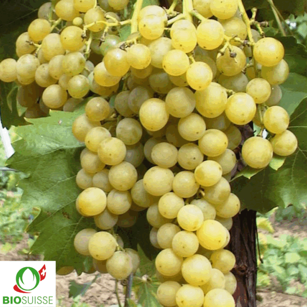 Rebe Bio Robust Muscat de Birstaler