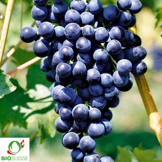 Vigne Muscat bleu