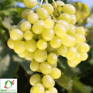 Vigne Bio résistant Palatina