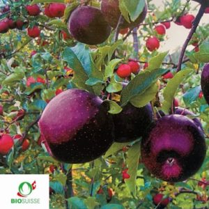 Pommier bio Cassiopeia avec pommes rouges croquantes et résistantes