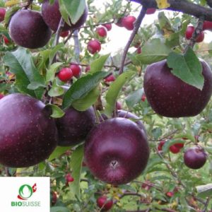Pommier Bio Cassiopeia