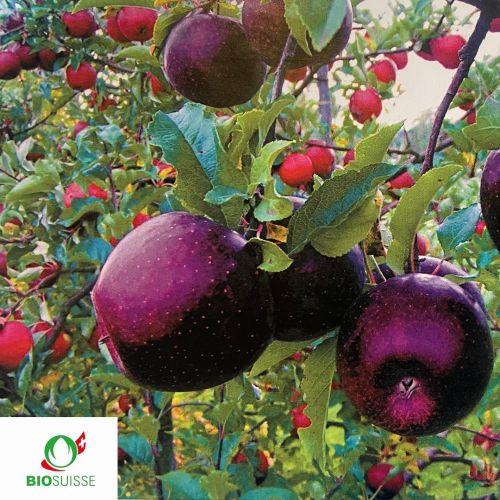 Pommier bio Cassiopeia avec pommes rouges croquantes et résistantes