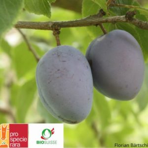 Vieille variété de pruneau  le noyau se détache facilement
