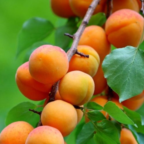 Abricotier Luizet