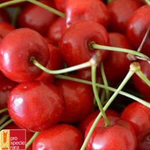 Griottier Hallauer Aemli