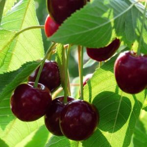 Cerise juteuse merchand