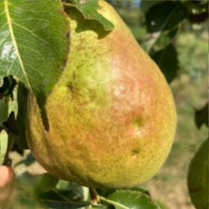 Poirier Harrow Sweet