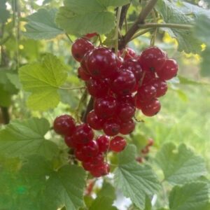 Raisinet Jonkheer van Tets