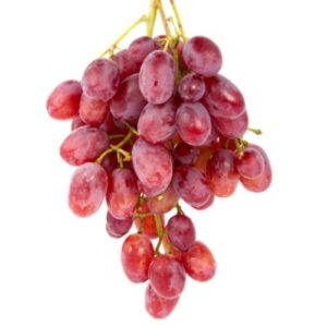 Vigne résistante Katharina