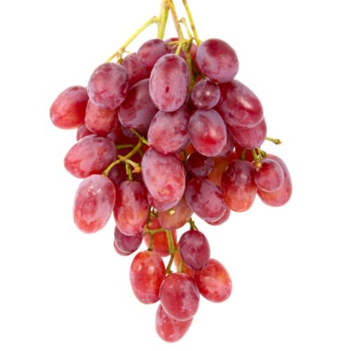 Vigne résistante Katharina