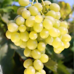 Vigne robuste Palatina