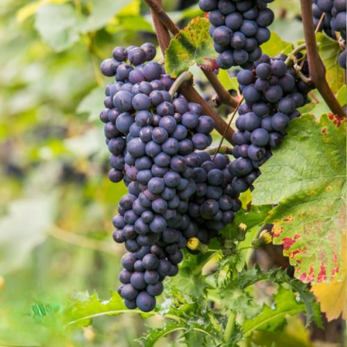 Vigne robuste Nero