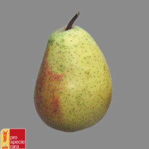 Birnenbaum Alexander Lucas