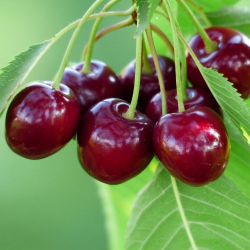 Cerisier Bigarreau Burlat