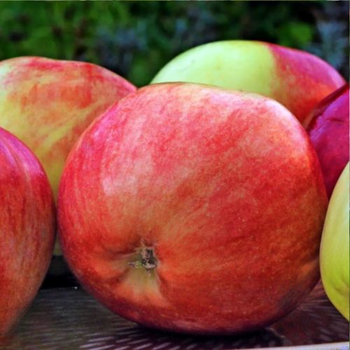 Pommier Gravenstein rouge