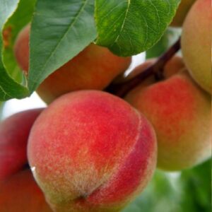 Pêcher Red Haven