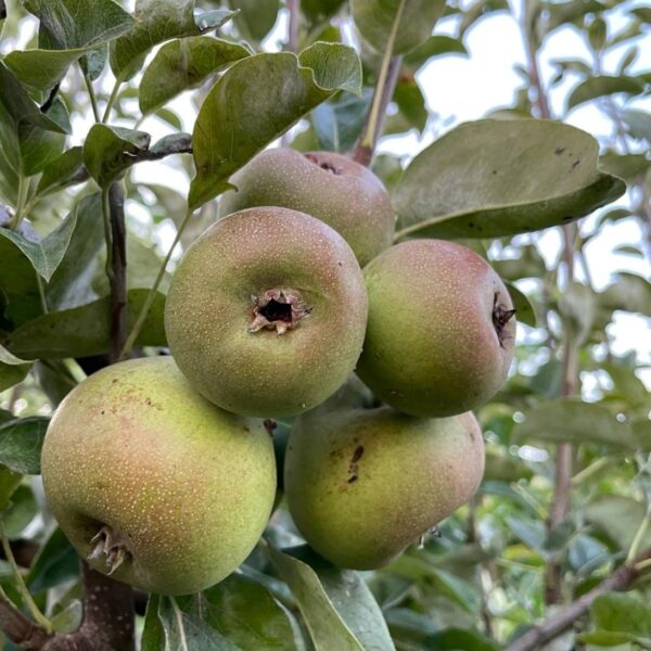 Poirier à Botzi AOP
