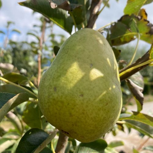 William's Birnenbaum