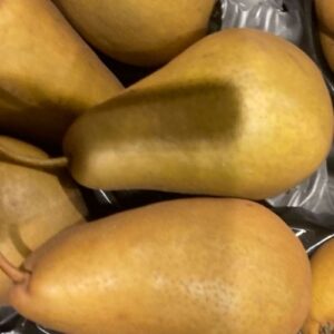 Birnenbaum Boscs Flaschenbirne