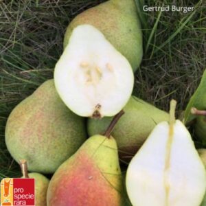 Birnenbaum Clapps Liebling