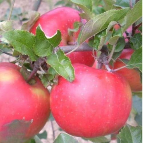 Apfelbaum Orange Crisp