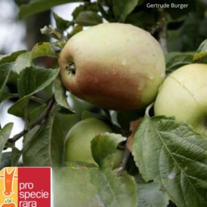 Pommier Pomme Cloche