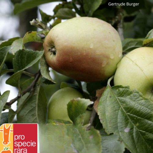 Pommier Pomme Cloche