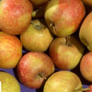 Pommier Belle de Boskoop Rouge