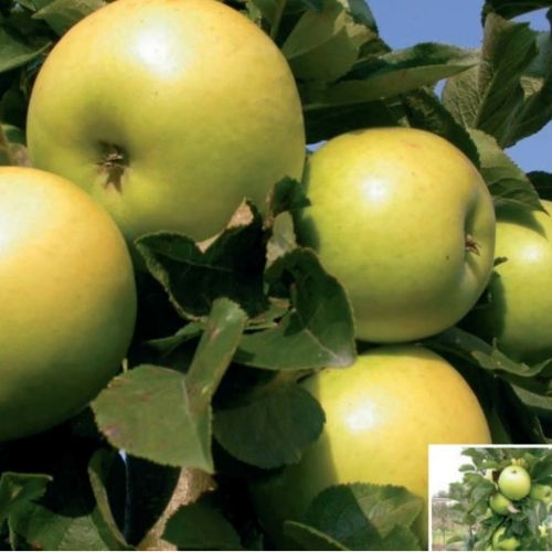 Säulenapfel Goldlane