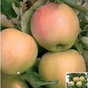 Säulenapfel Moonlight