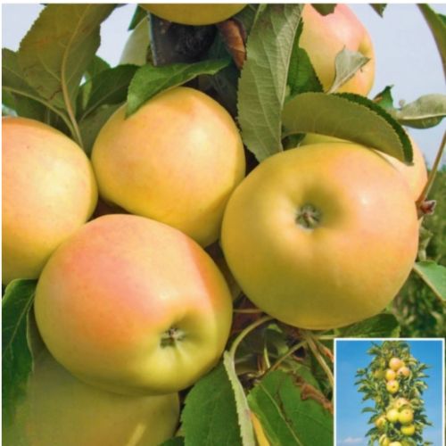 Säulenapfel Lambada