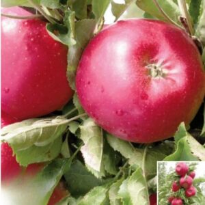 Pommier colonnaire Red Spring