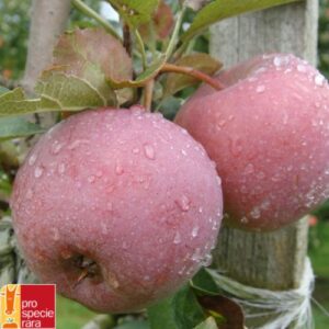 Pommier Rose de Berne