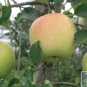 Golden delicius résistant